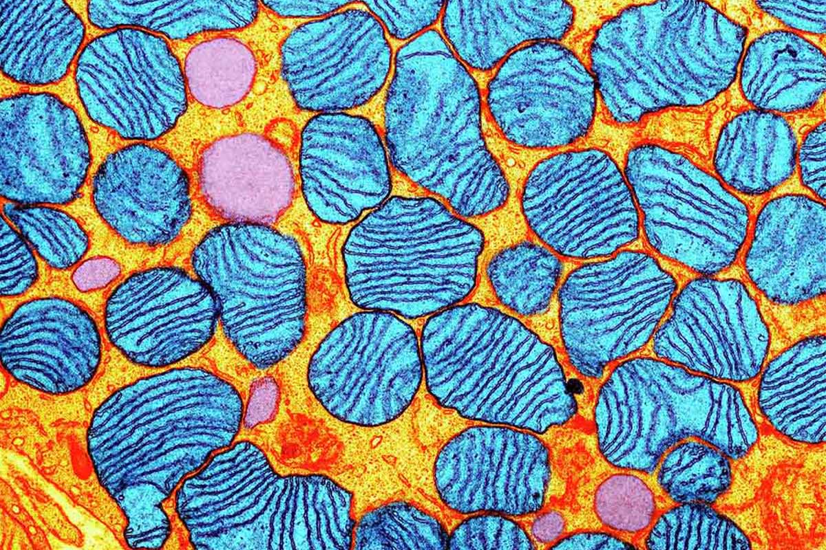 Clinical-stage biopharma website design image